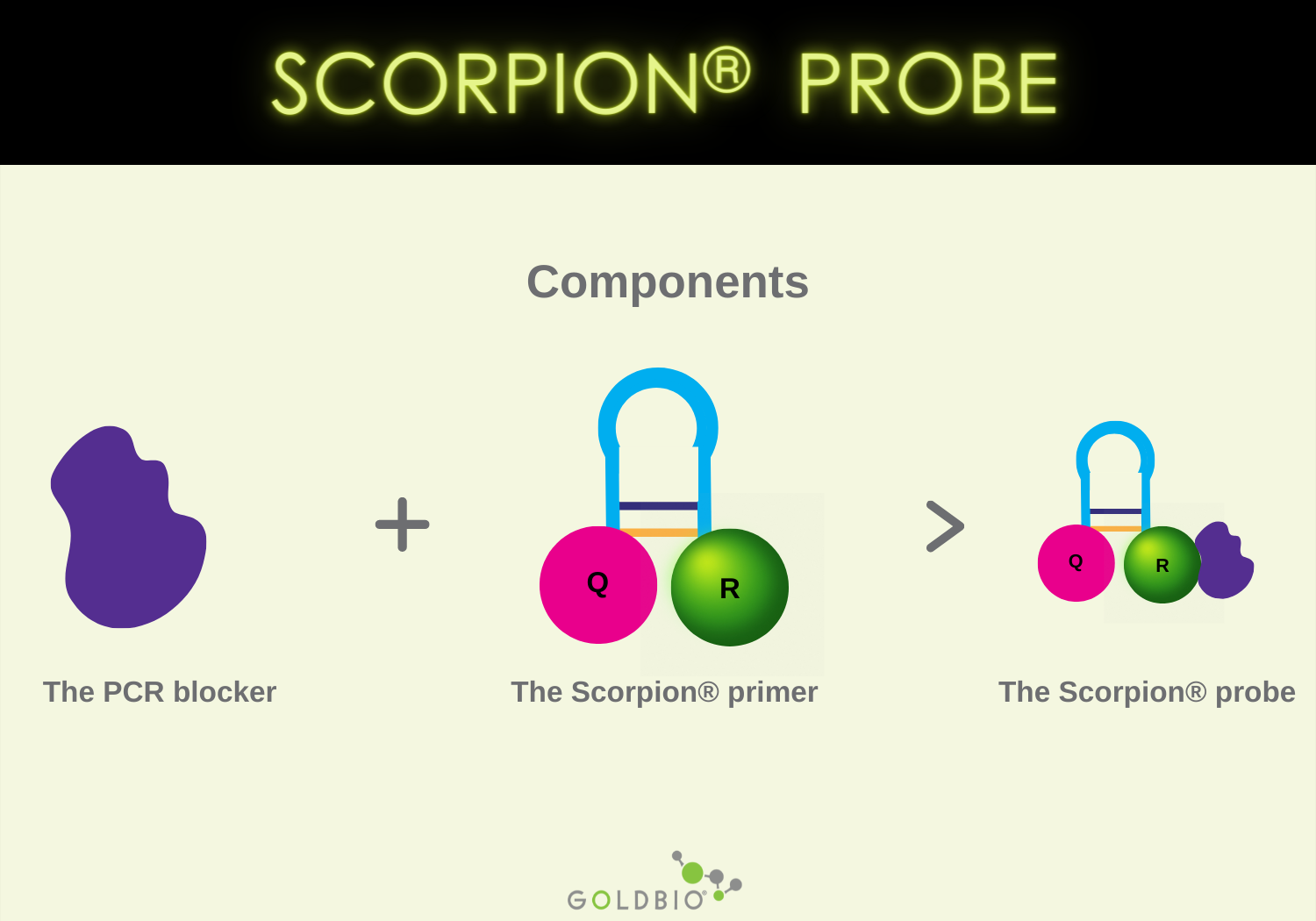 Overview Types of PCR Probes GoldBio